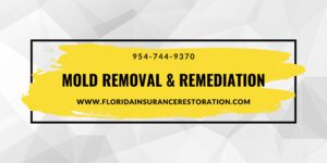 Mold Removal _ Remediation-s